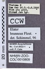 Etikette zu Nipponoelater rufopilosus (NHMW-ZOO-COL-0010809)